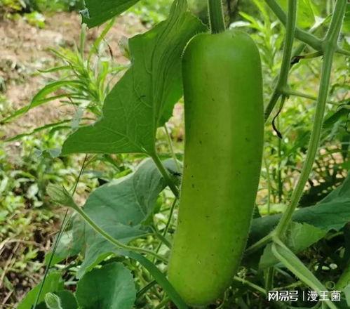 吃瓜唯美视频,唯美视频中的甜蜜瞬间