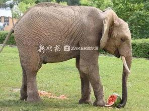 大象吃大肚瓜图片