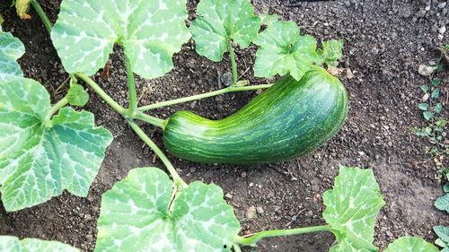 湖北吃瓠瓜吗,湖北人爱吃瓠瓜的民间美食故事