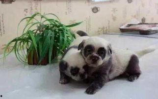 吃瓜愣住的狗,狗狗的“表情包”瞬间走红网络！