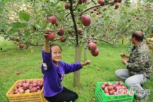 礼县吃瓜网红,揭秘当地美食文化魅力