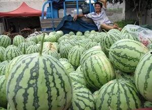 高速上吃瓜,一场意外的“吃瓜”之旅