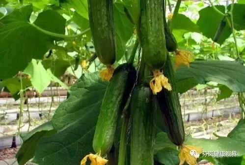 吃瓜有黄瓜还有什么瓜,吃瓜有黄瓜，还有什么瓜？